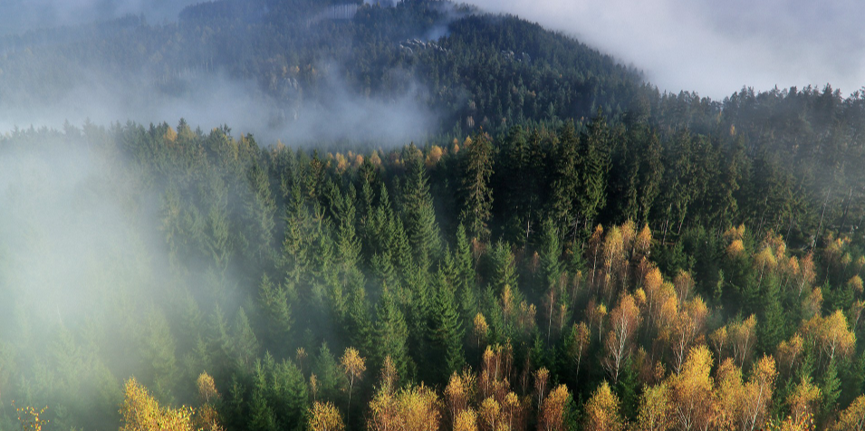 首個(gè)鄉(xiāng)村(村旁、宅旁、水旁、路旁自栽生態(tài)樹(shù)種)“四旁”林木碳匯項(xiàng)目開(kāi)發(fā)