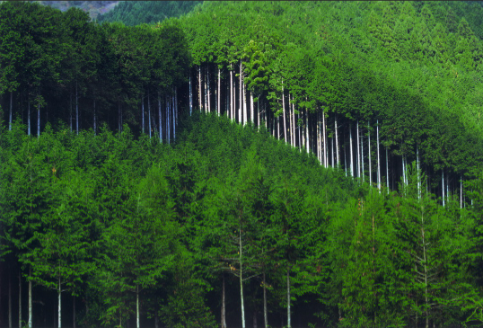 三菱想做全球最大“碳經(jīng)紀(jì)人”