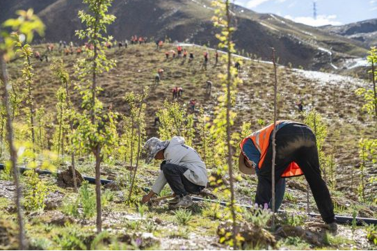 西藏最大規(guī)模造林工程助力世界屋脊生態(tài)保護